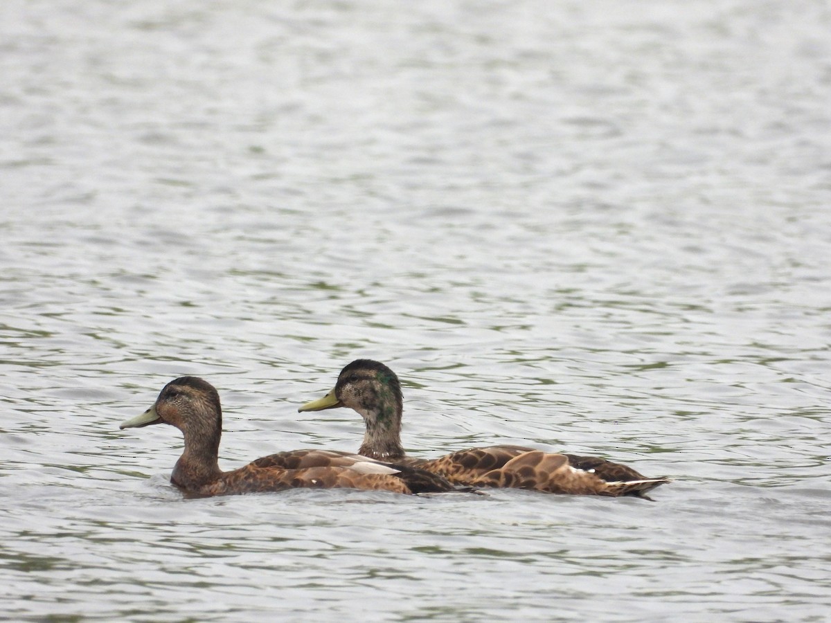 Canard colvert - ML638409513