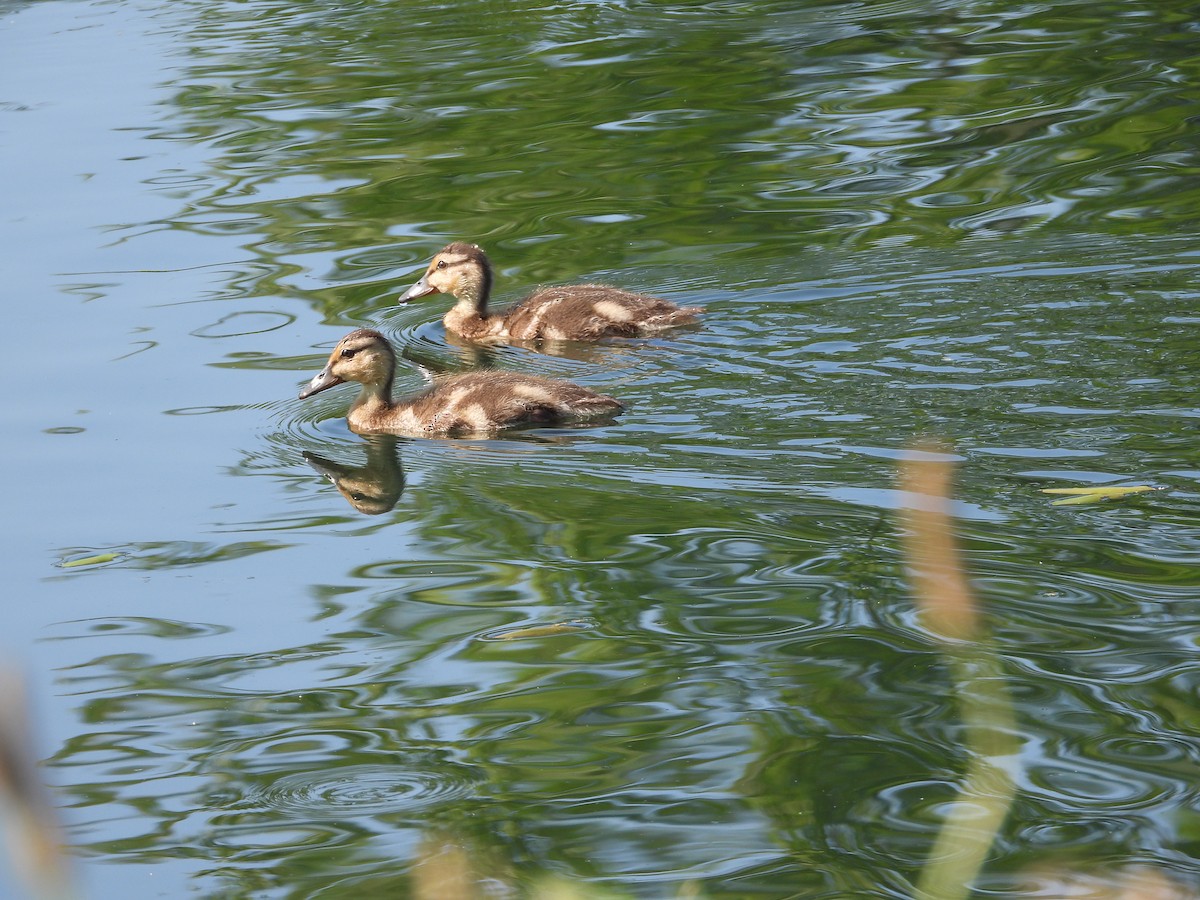 Canard colvert - ML638409514