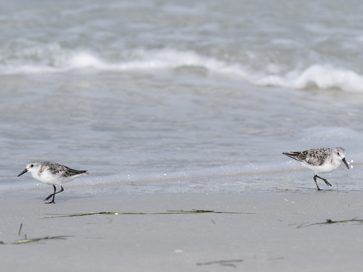 Bécasseau sanderling - ML638409524
