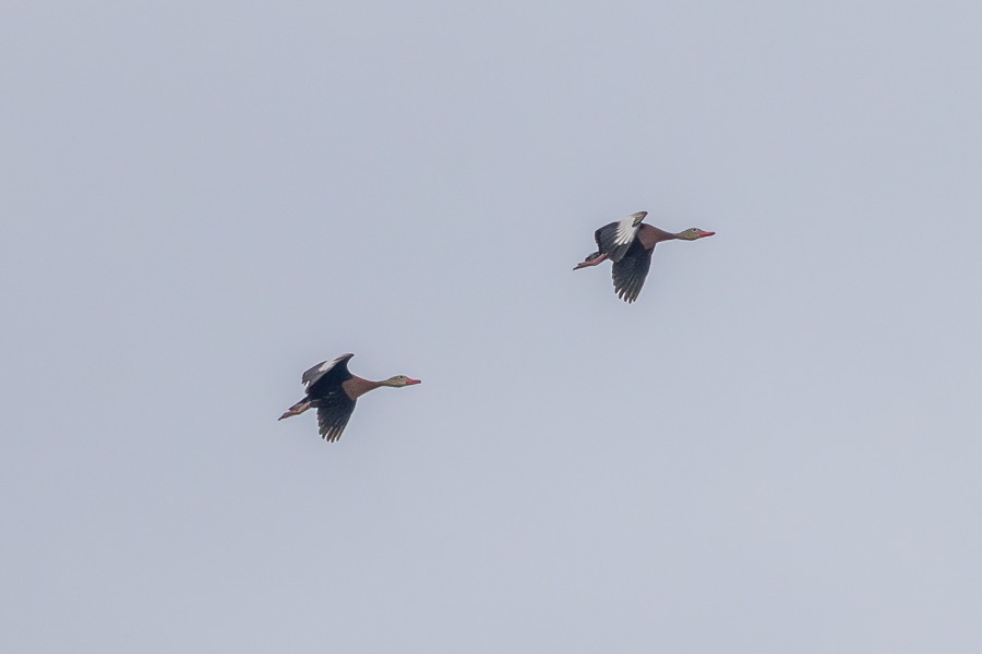 Dendrocygne à ventre noir - ML638409525