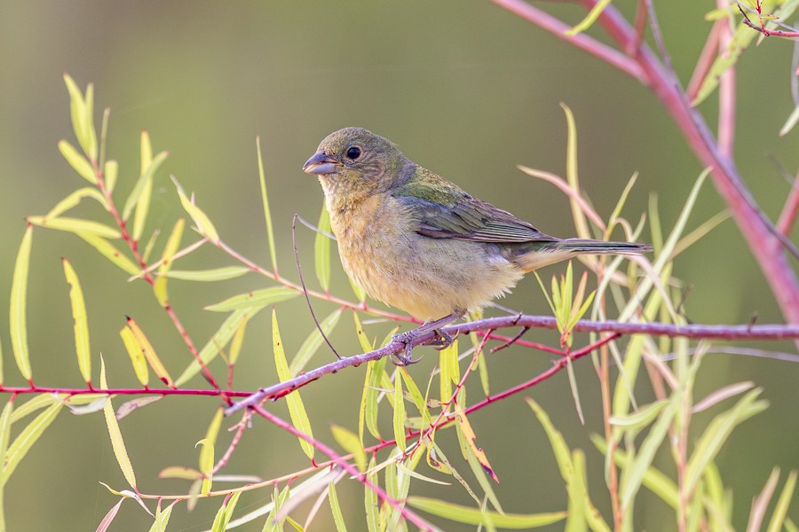 Passerin nonpareil - ML638409535