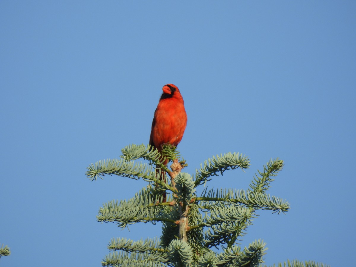 Northern Cardinal - ML638409548