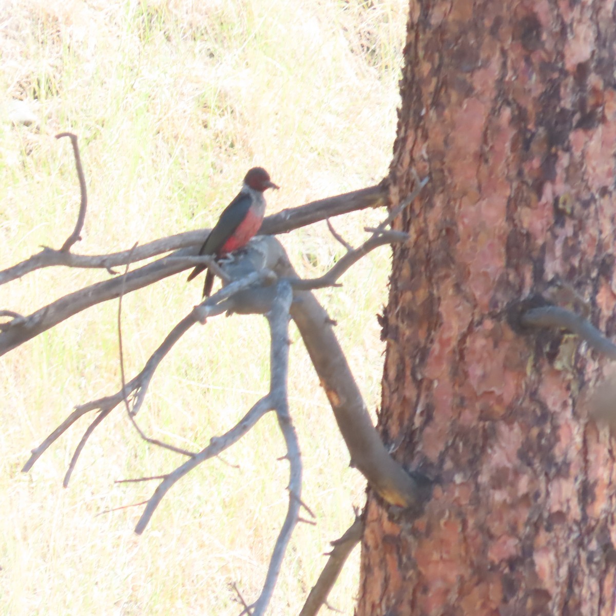 Lewis's Woodpecker - ML638409551