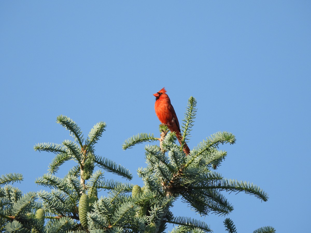 Northern Cardinal - ML638409553