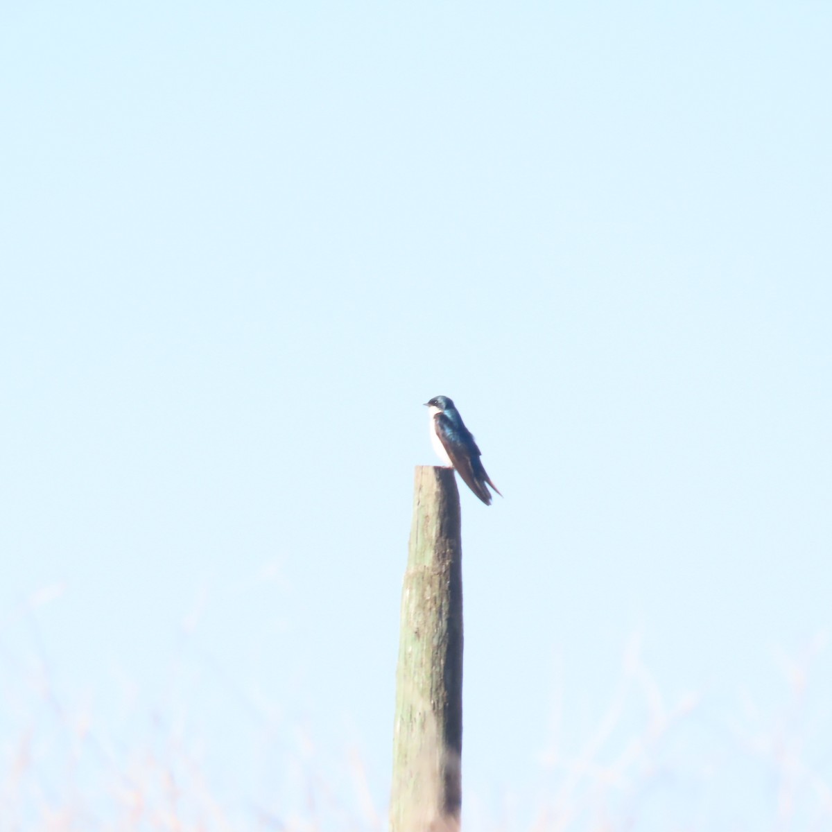 Tree Swallow - ML638409558
