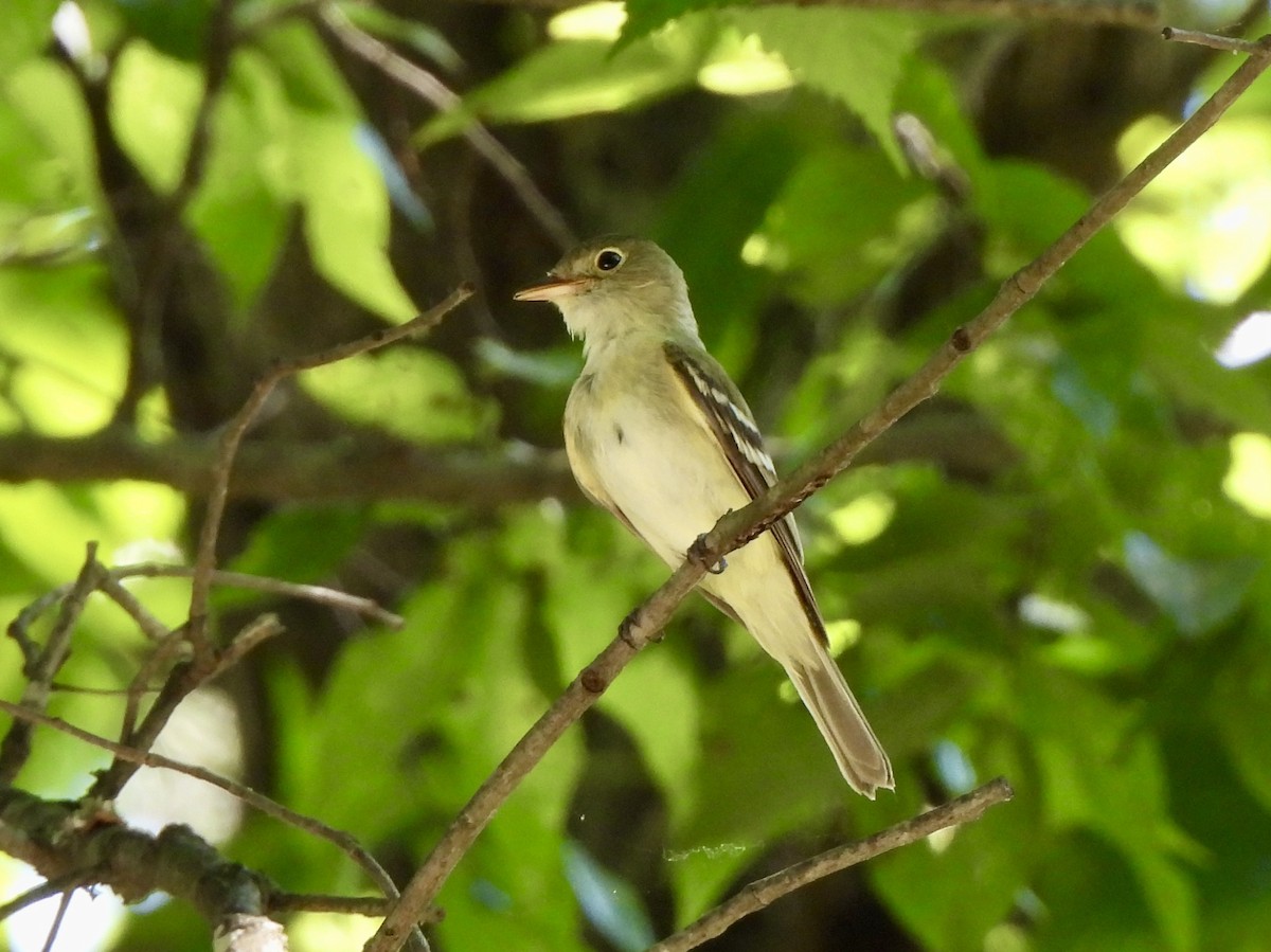 Acadian Flycatcher - ML638409562