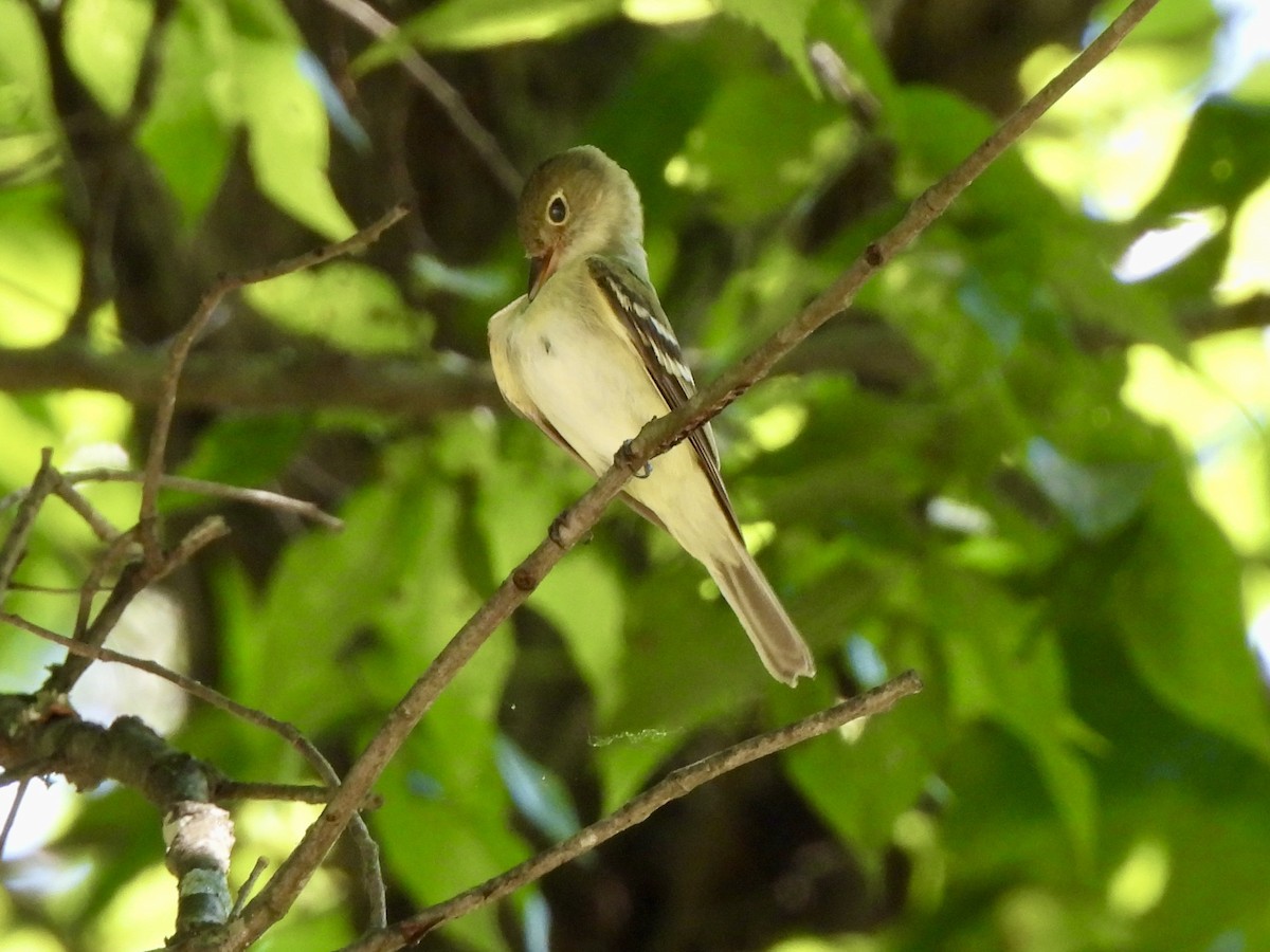 Acadian Flycatcher - ML638409563