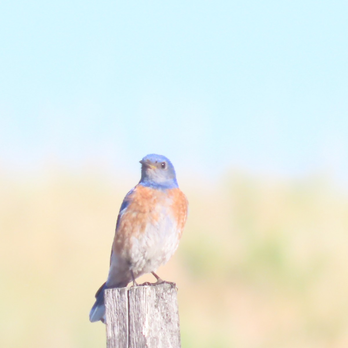 Western Bluebird - ML638409566