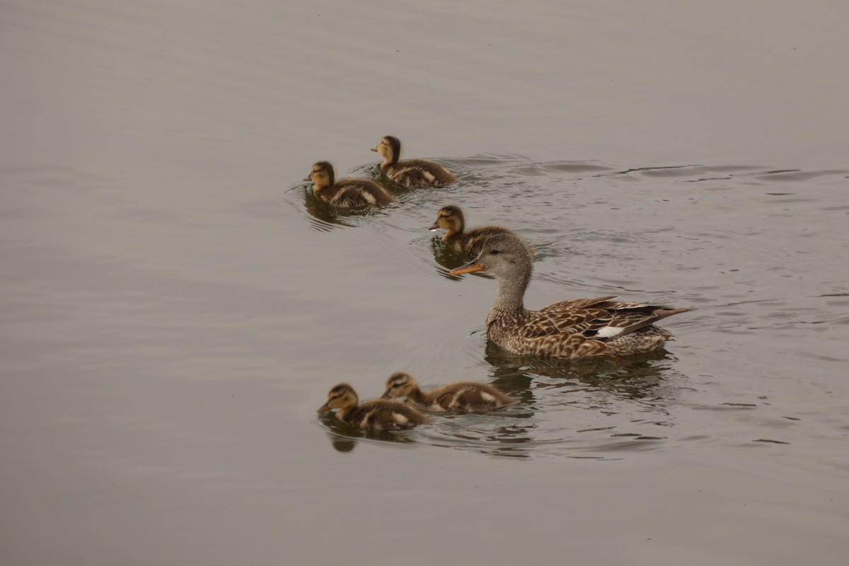 Canard chipeau - ML638409570