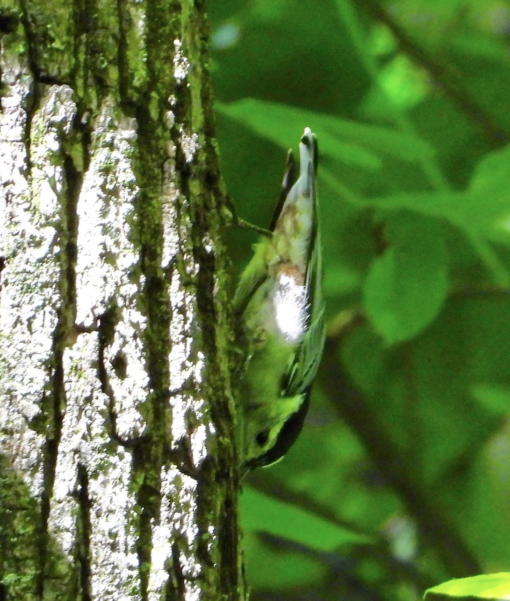 White-breasted Nuthatch - ML638409585
