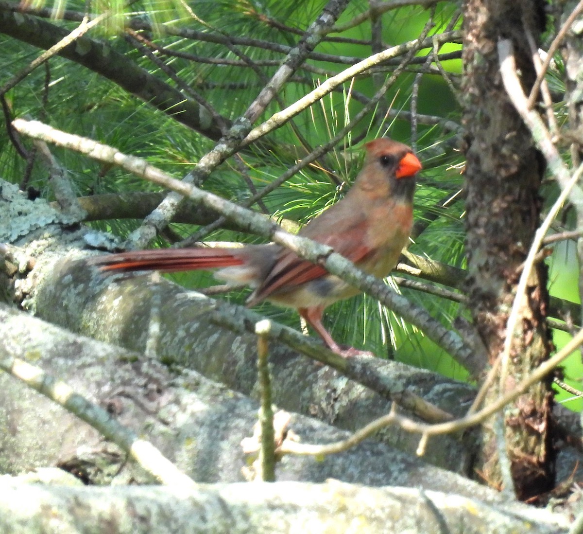 Northern Cardinal - ML638409586