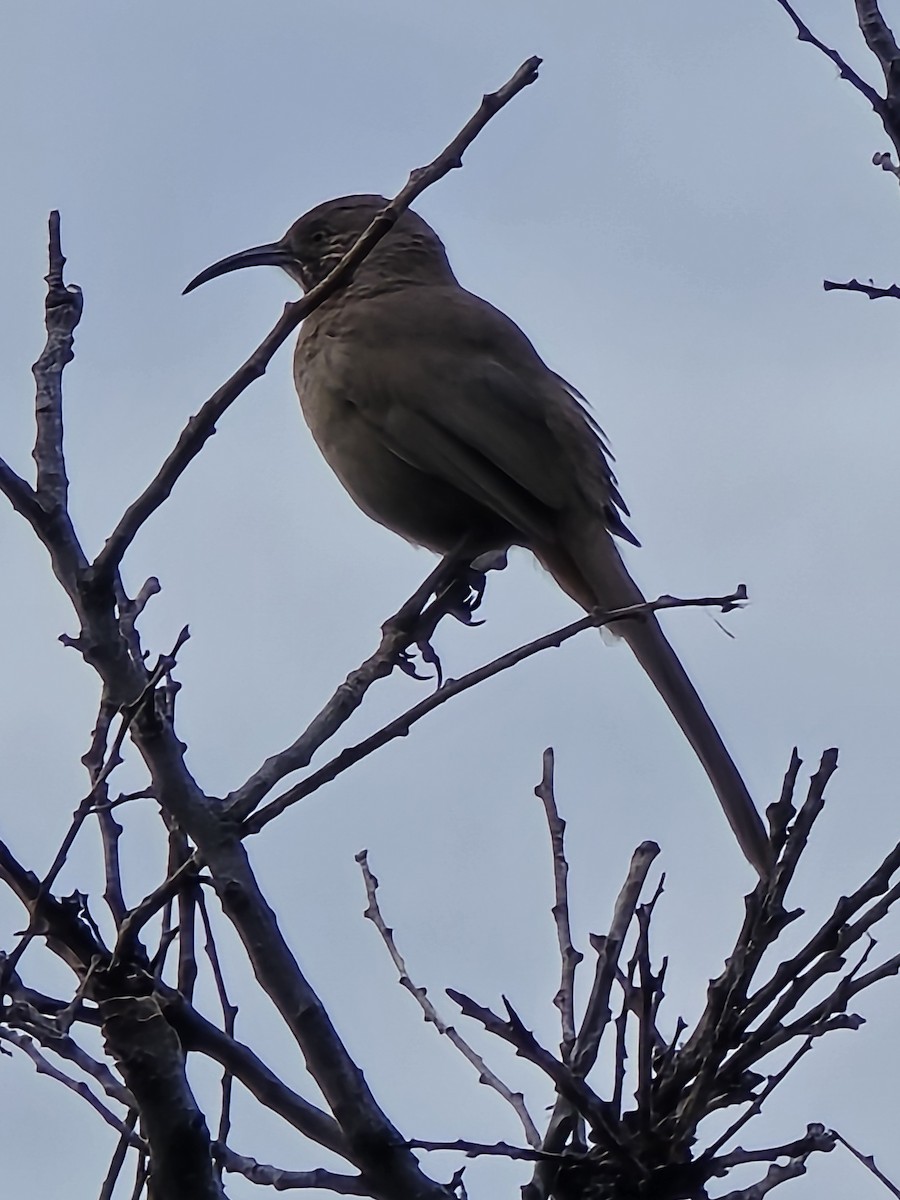 Crissal Thrasher - ML638409587