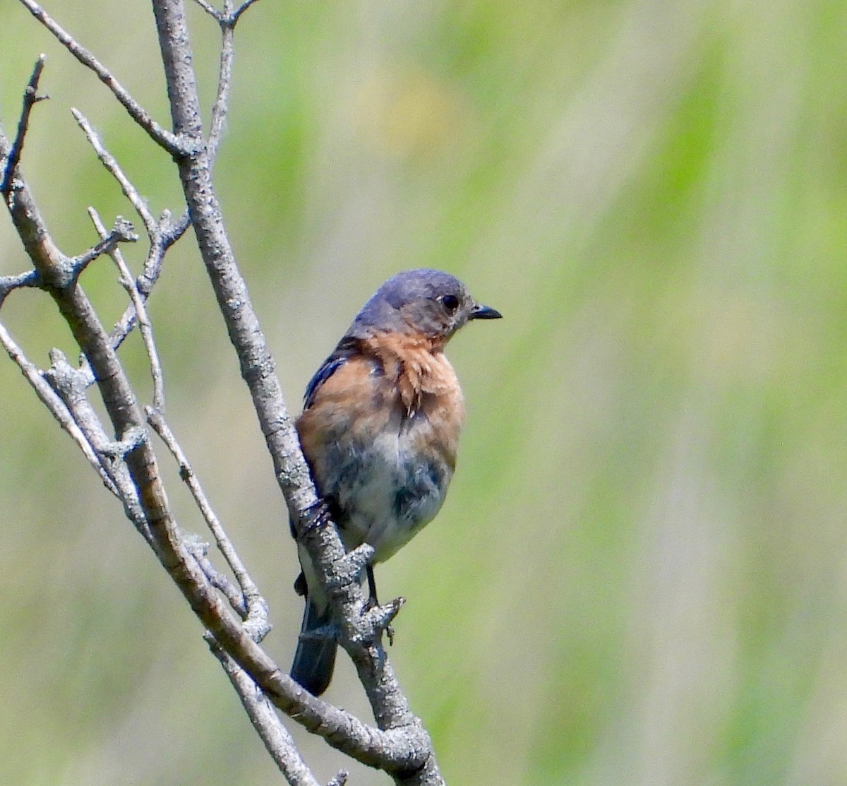 Eastern Bluebird - ML638409588