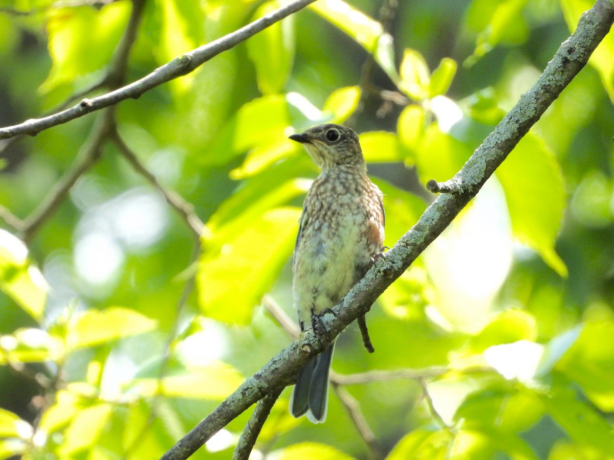 Eastern Bluebird - ML638409589