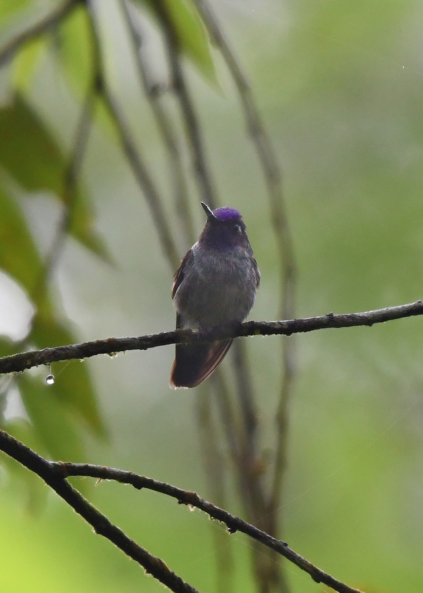 Colibri à tête violette - ML638409591