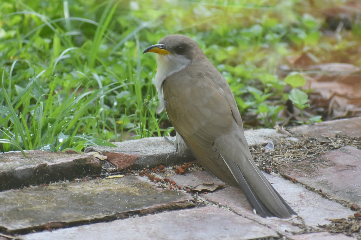 Yellow-billed Cuckoo - ML638409633