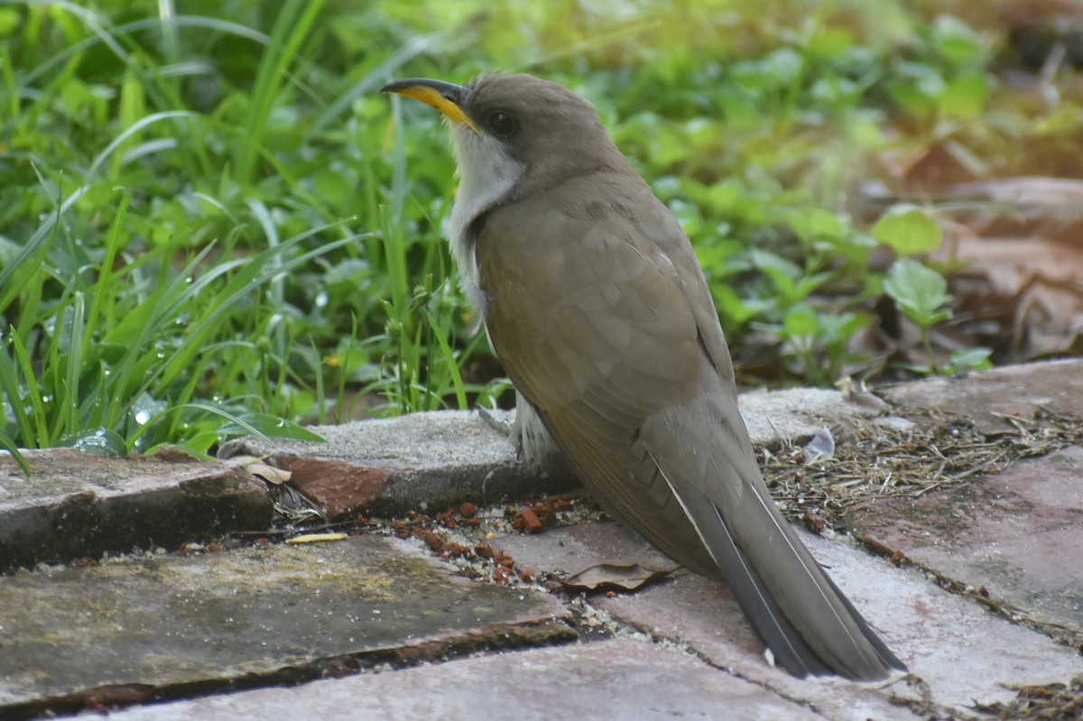 Yellow-billed Cuckoo - ML638409634