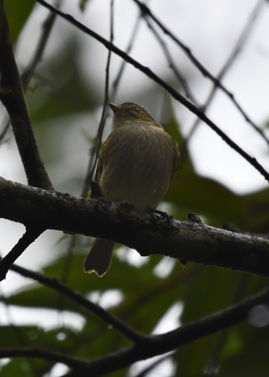 Mistletoe Tyrannulet - ML638409683