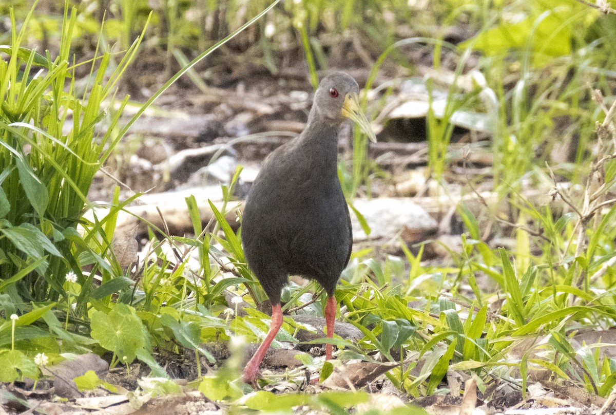 Blackish Rail - ML638409696