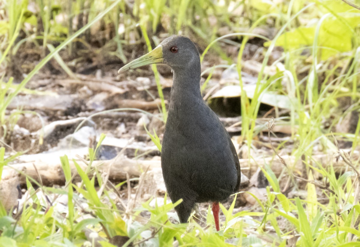 Blackish Rail - ML638409697