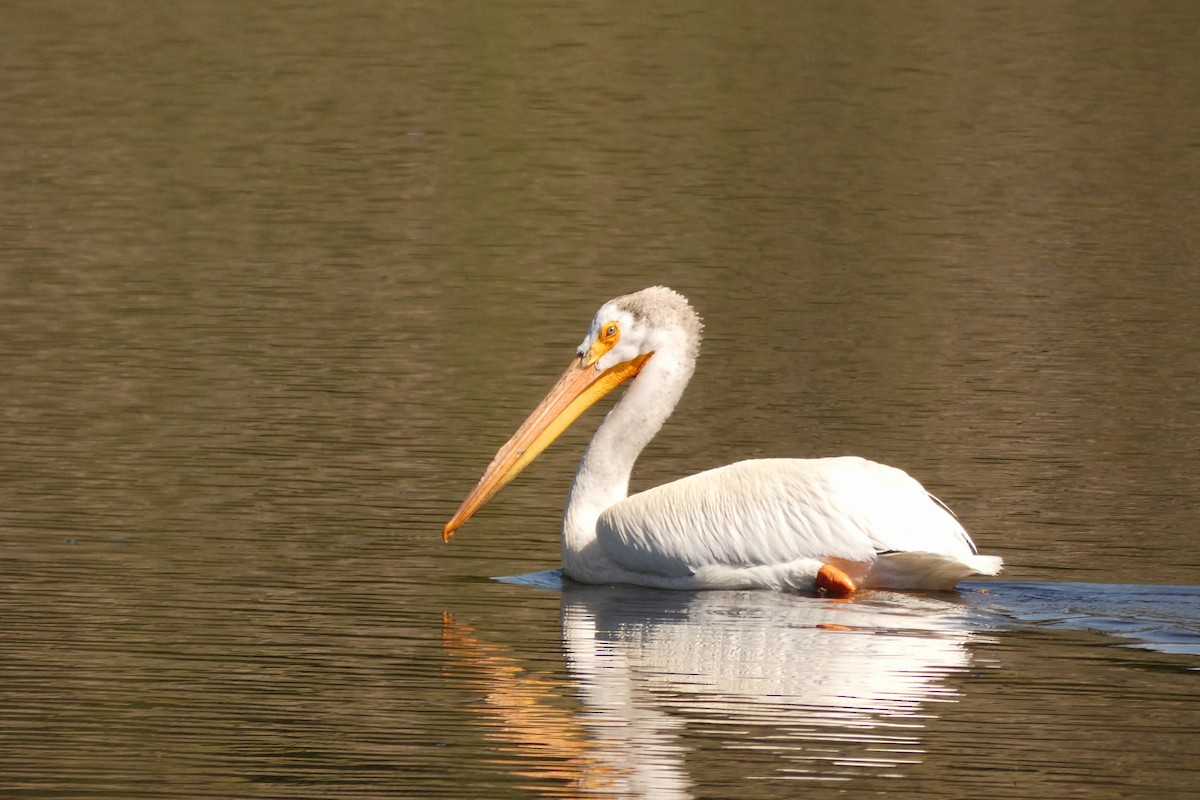 American White Pelican - ML638409710