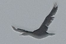 Brandt's Cormorant - ML638409740