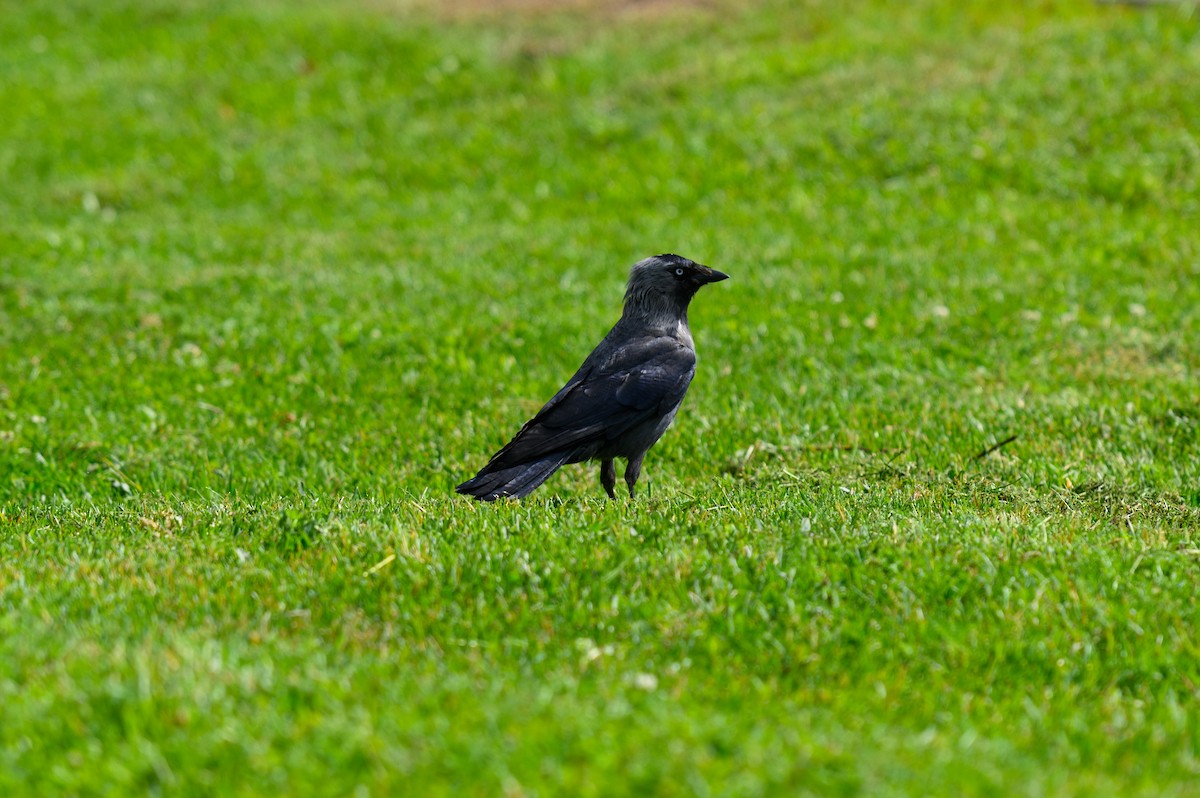 Eurasian Jackdaw - ML638409753