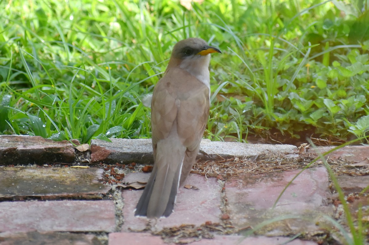 Yellow-billed Cuckoo - ML638409756