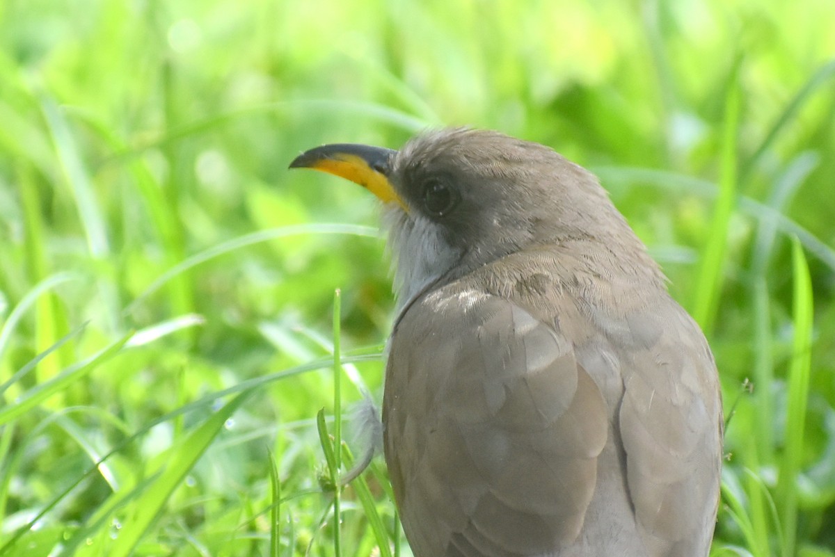 Yellow-billed Cuckoo - ML638409757