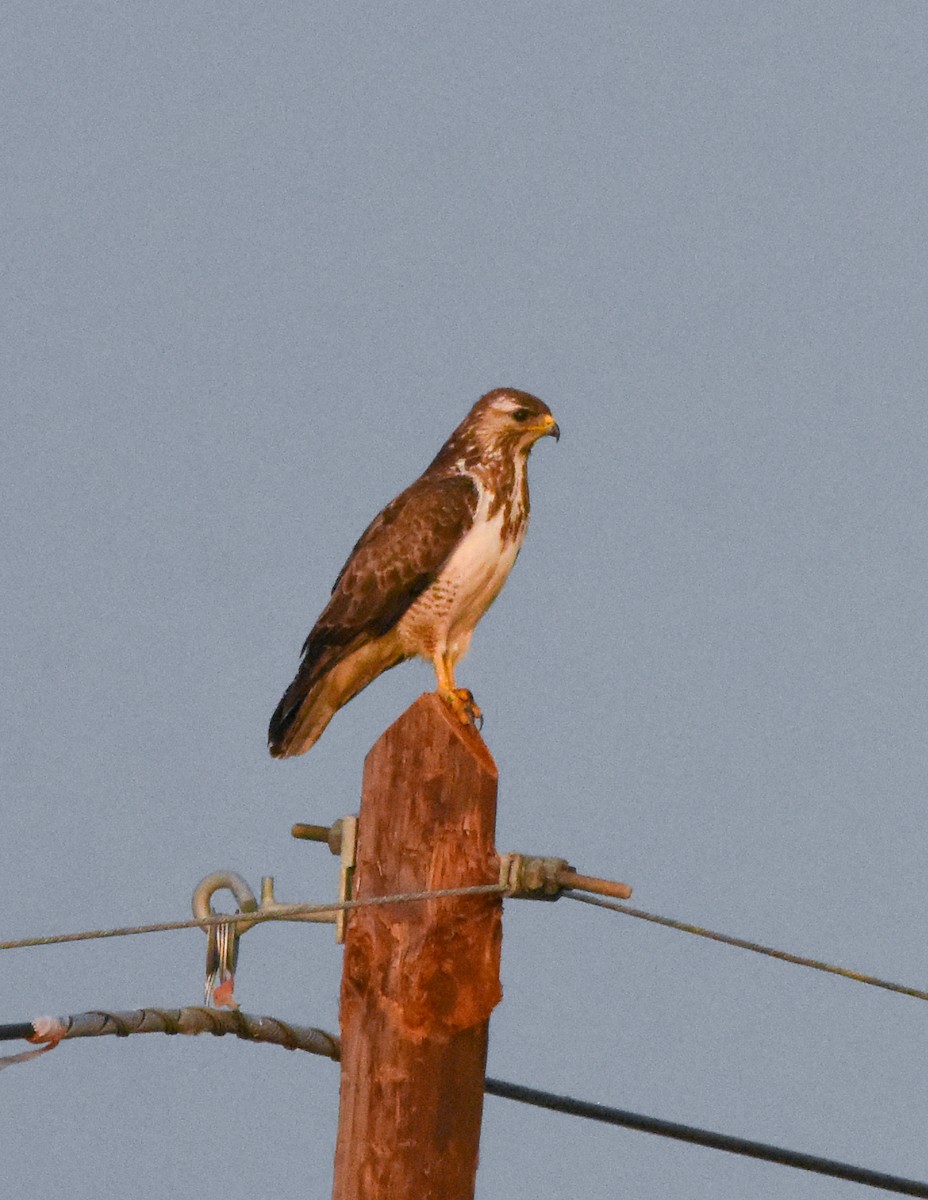 Канюк - ML638409759