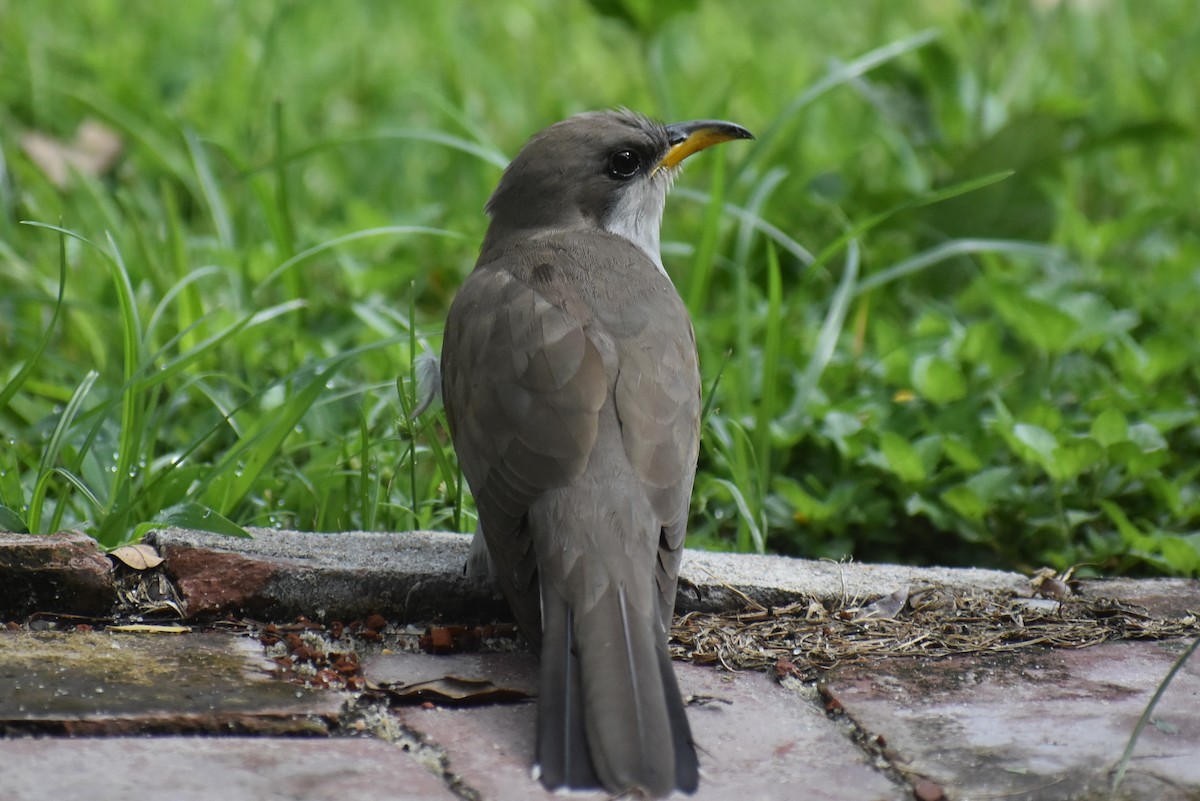 Yellow-billed Cuckoo - ML638409761