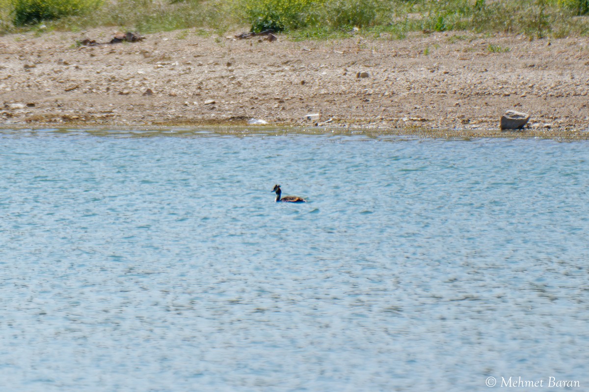 Great Crested Grebe - ML638409786