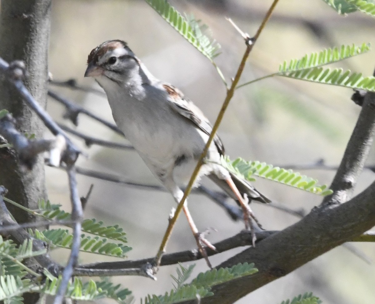 Rufous-winged Sparrow - ML638409794