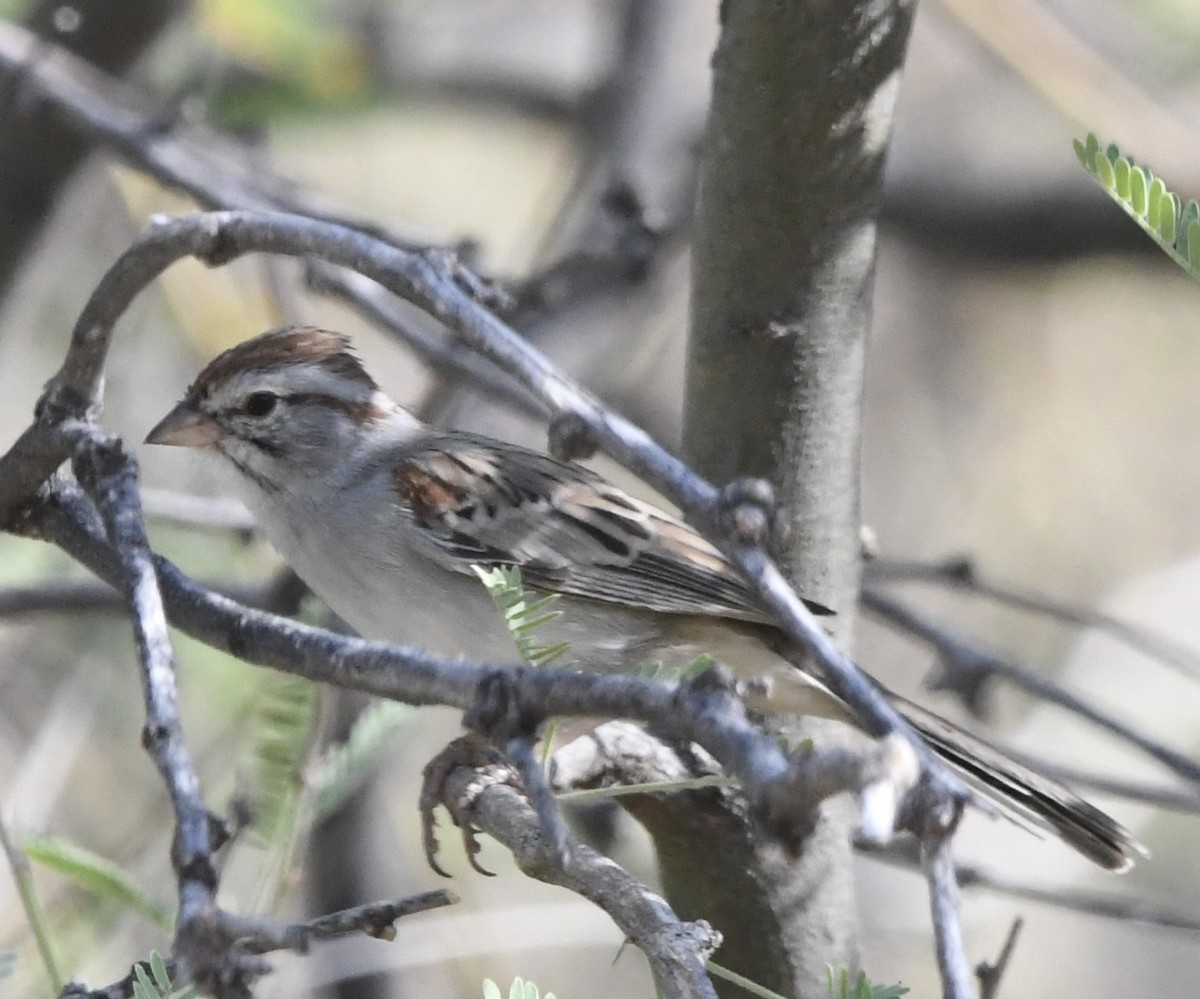 Rufous-winged Sparrow - ML638409801