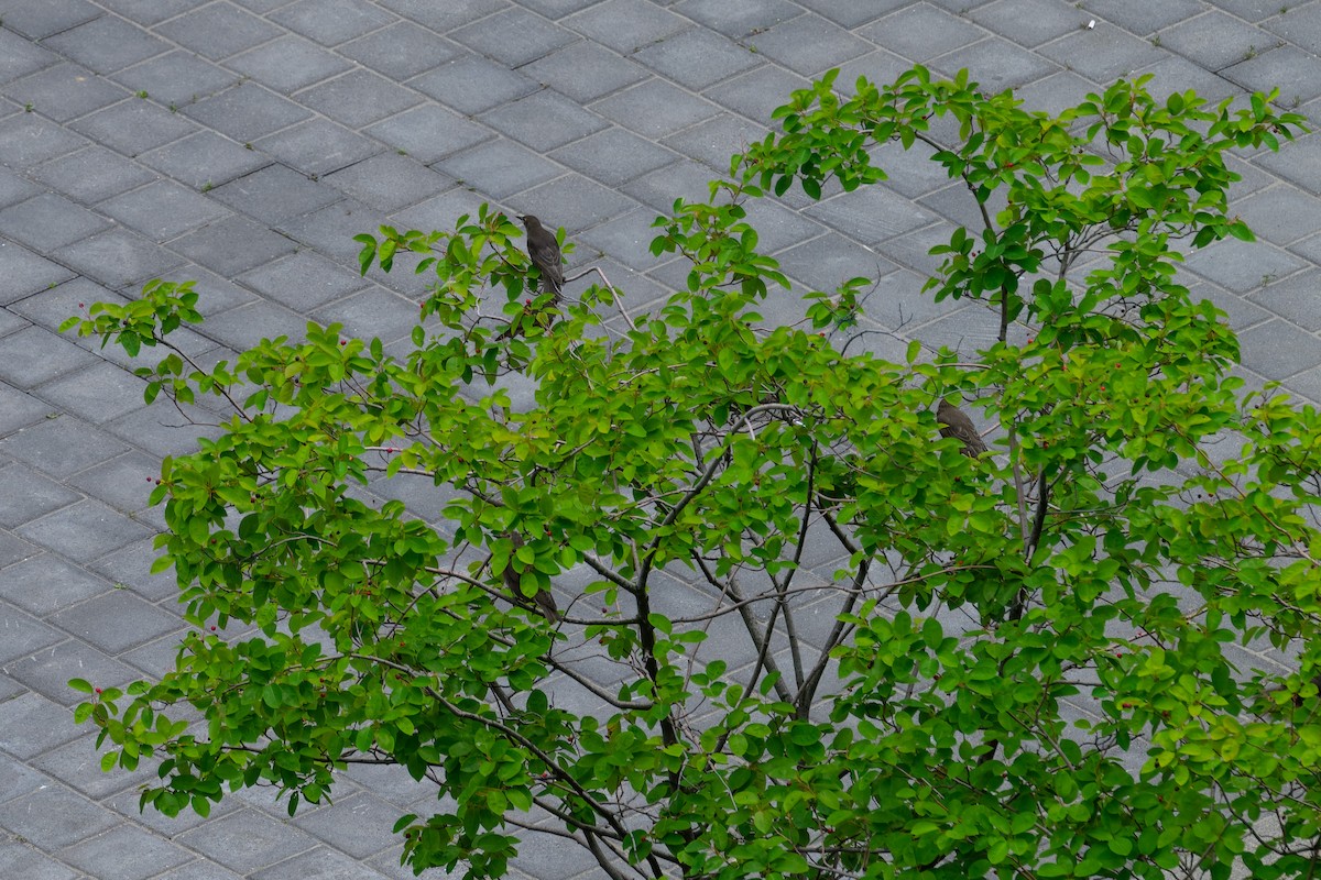 European Starling - ML638409852