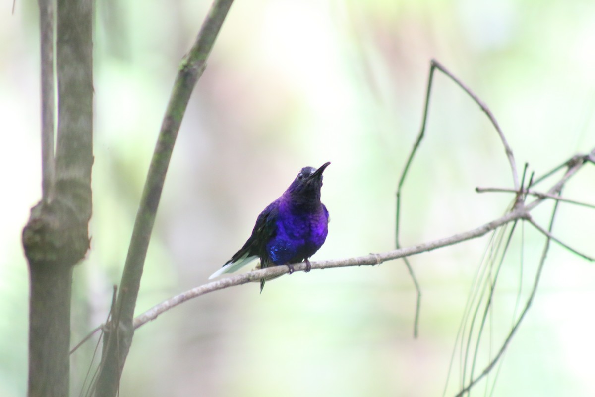 Violettdegenflügel - ML638409854