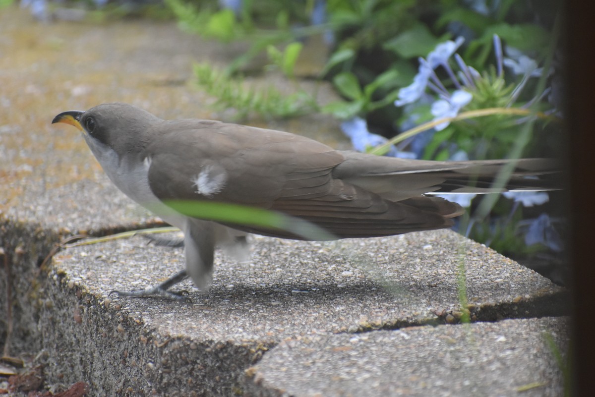Yellow-billed Cuckoo - ML638409860