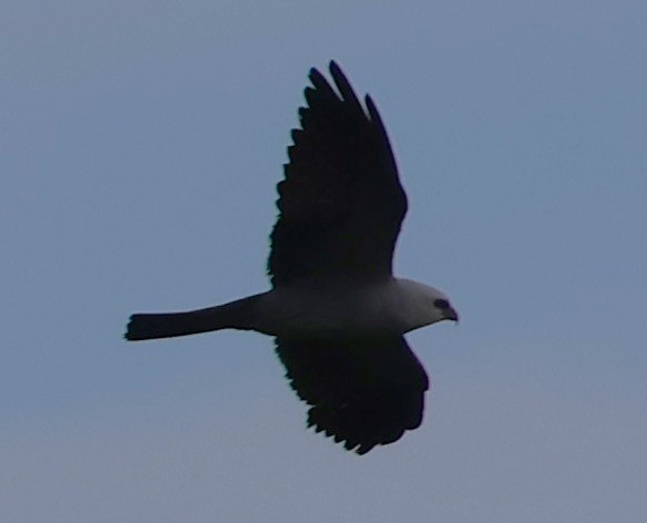 Mississippi Kite - ML638409865