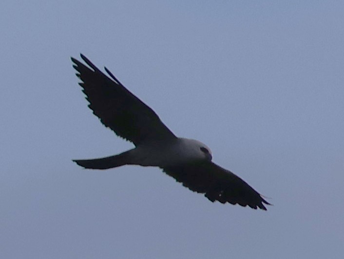 Mississippi Kite - ML638409866
