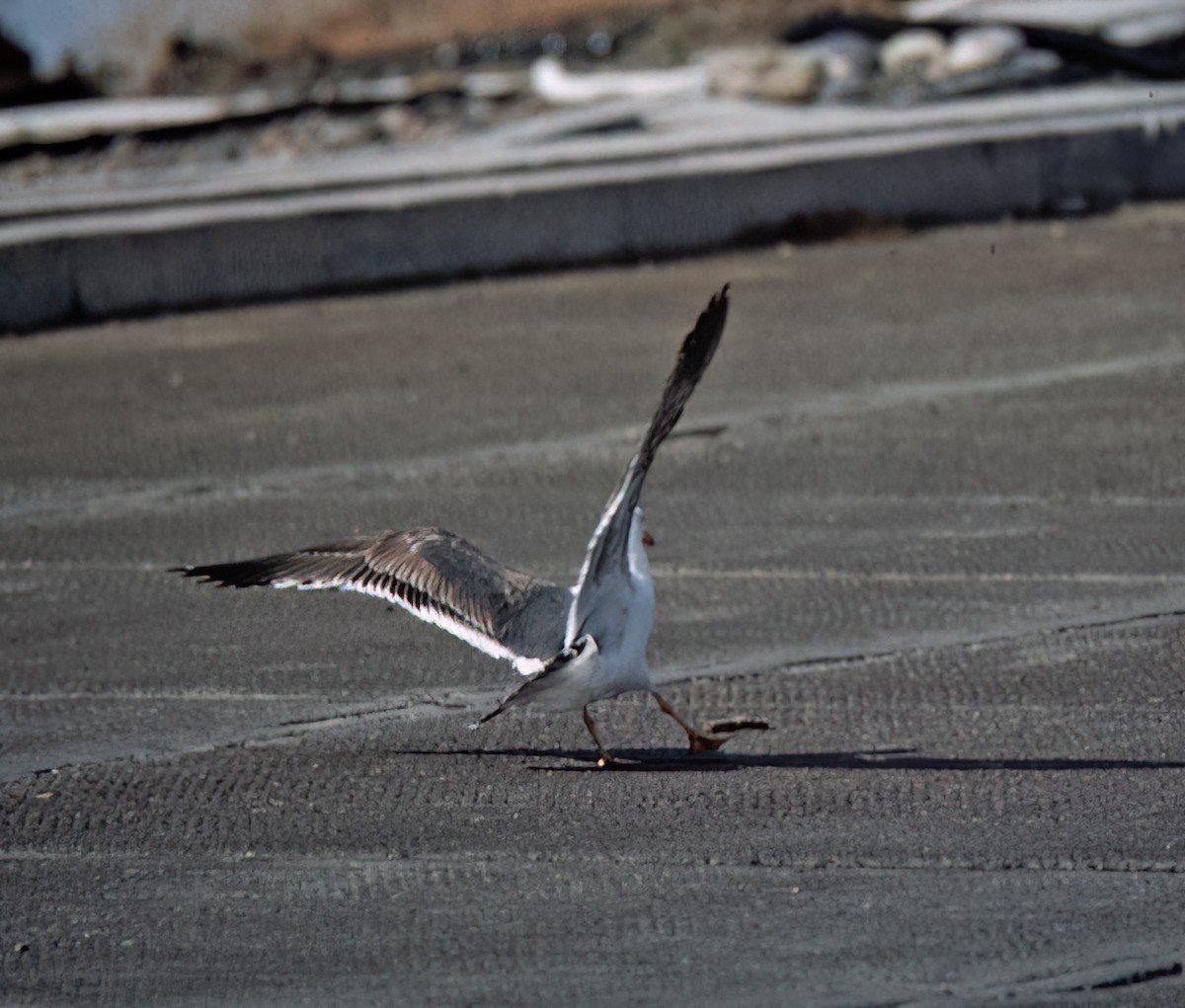 キアシオオセグロカモメ - ML638409875