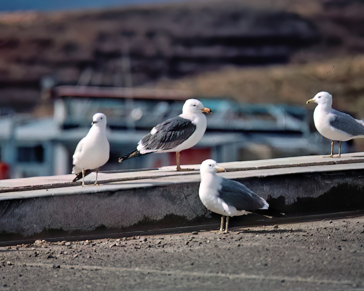 キアシオオセグロカモメ - ML638409876