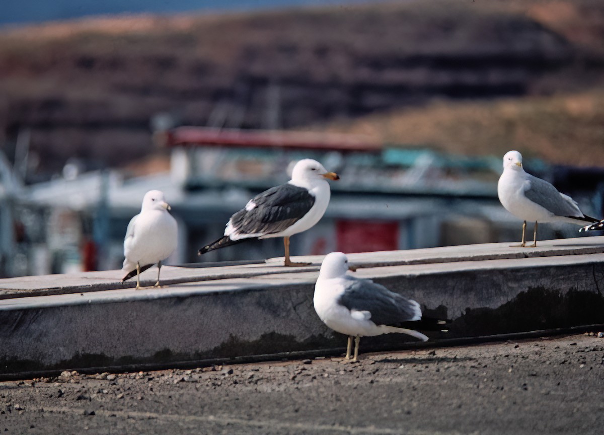 キアシオオセグロカモメ - ML638409877