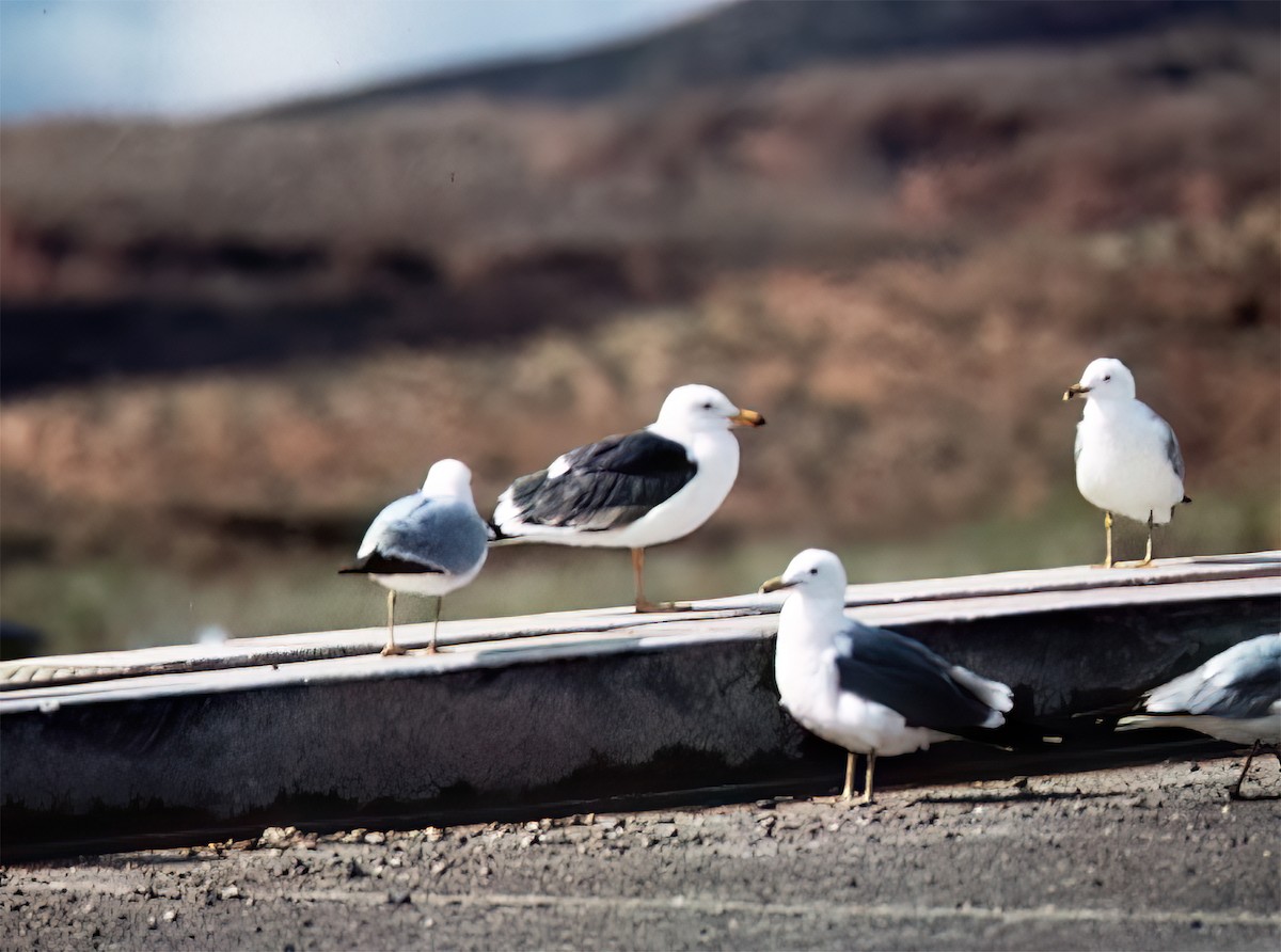 キアシオオセグロカモメ - ML638409878