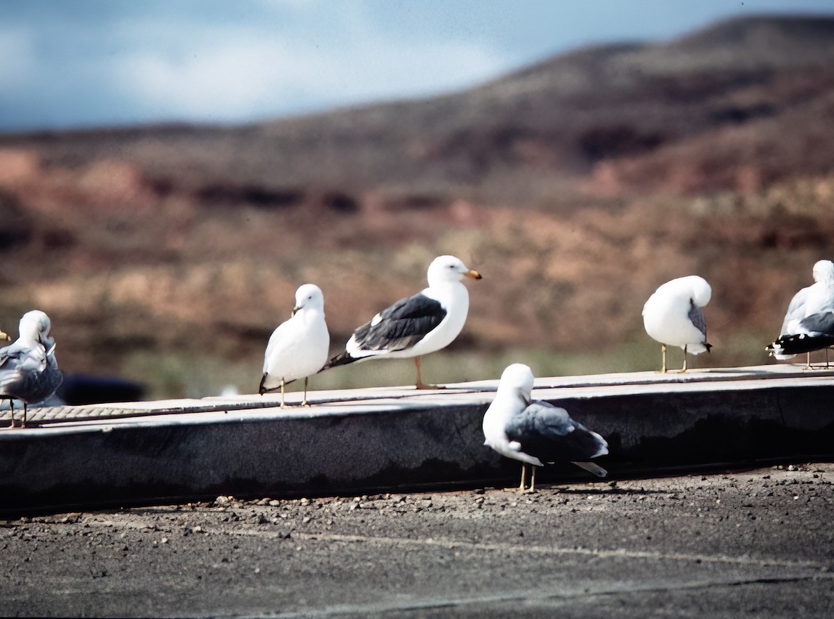 キアシオオセグロカモメ - ML638409879