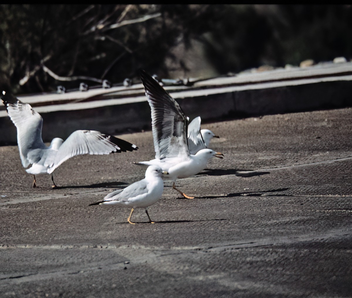 キアシオオセグロカモメ - ML638409880