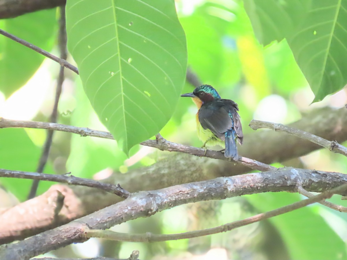 Ruby-cheeked Sunbird - ML638409881