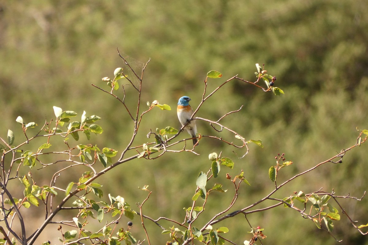 Lazuli Bunting - ML638409895
