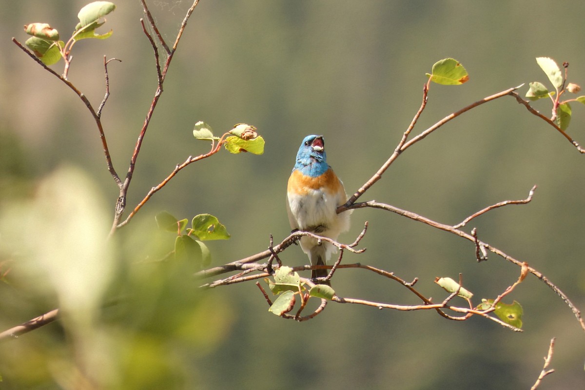 Lazuli Bunting - ML638409896