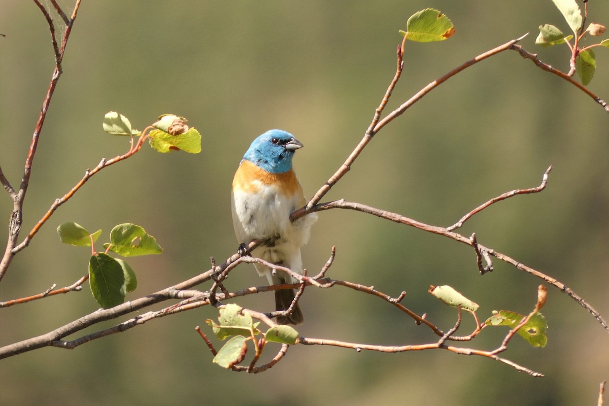 Lazuli Bunting - ML638409897