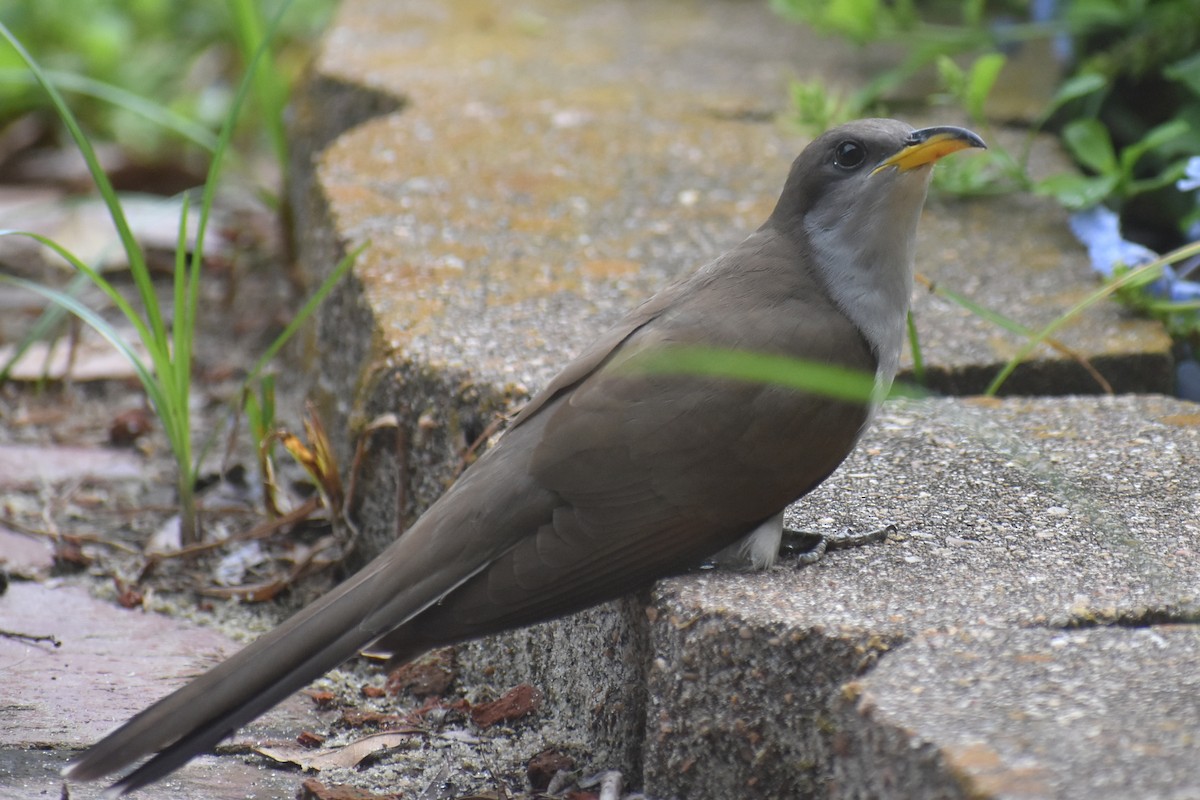Yellow-billed Cuckoo - ML638409905